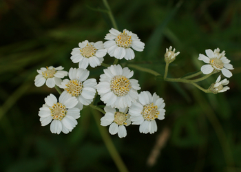 Bertram-Schafgarbe (Achillea ptarmica) - © Emanuel Trummer